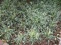 Aztec Grass / Liriope muscari 